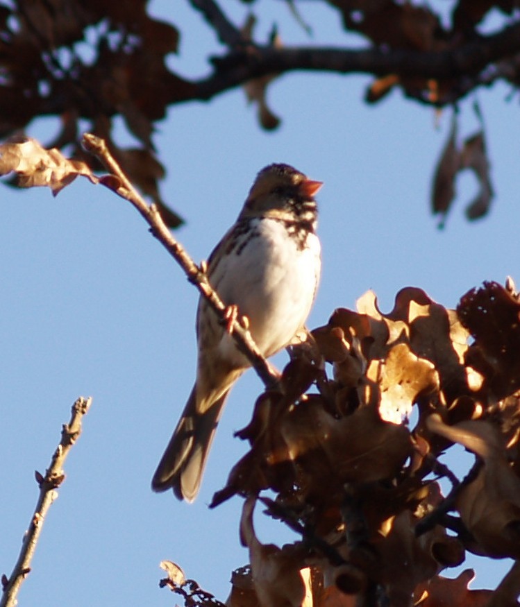 Harris's Sparrow - ML645946902