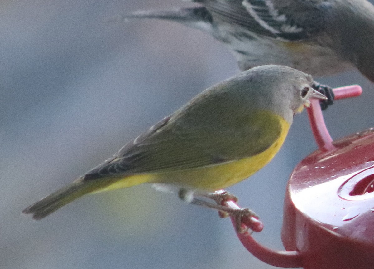 Nashville Warbler - ML645946908