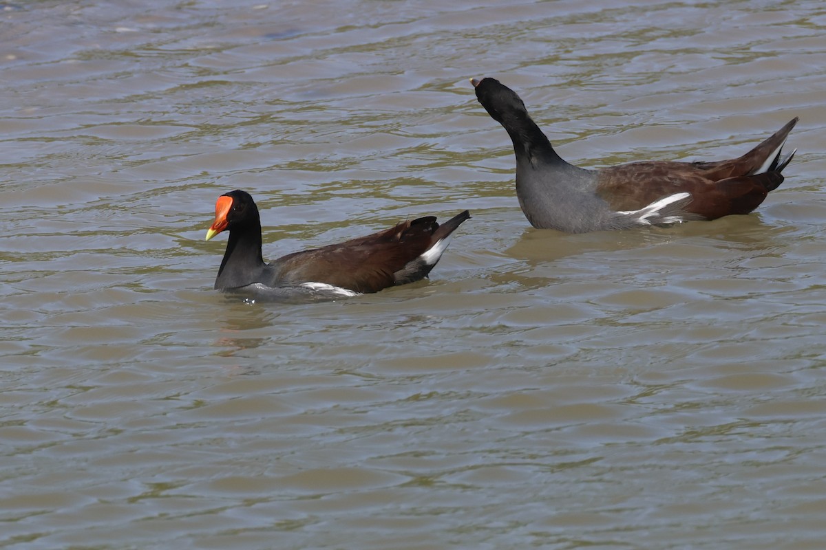 slípka americká [skupina galeata] - ML645946909