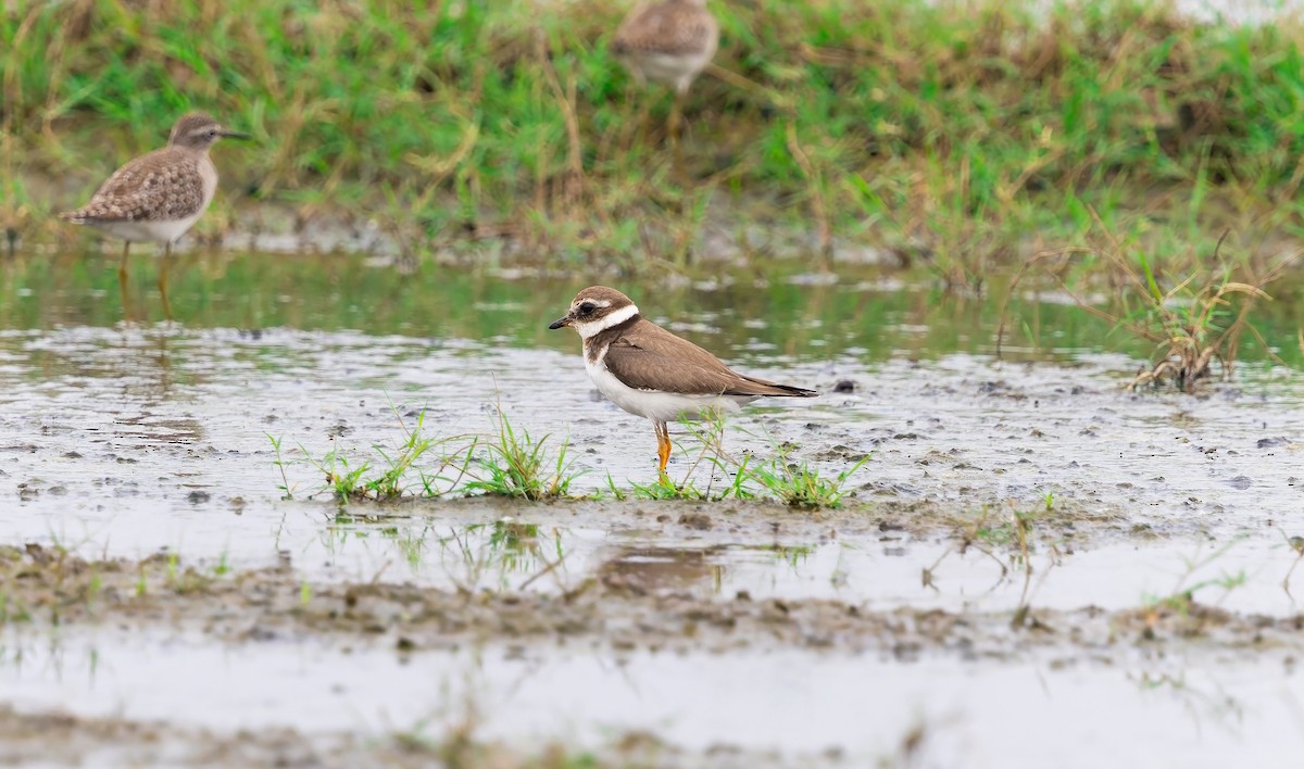 Common Ringed Plover - ML645946912