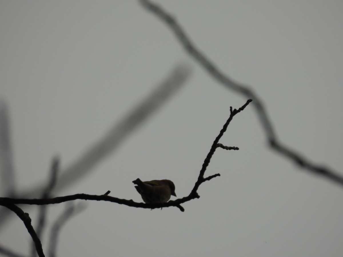 アオカワラヒワ - ML645946918