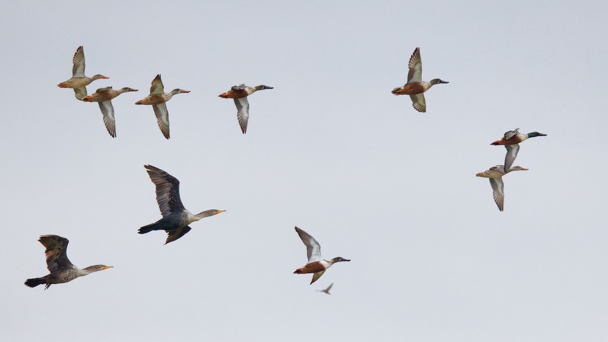 Northern Shoveler - ML645946920