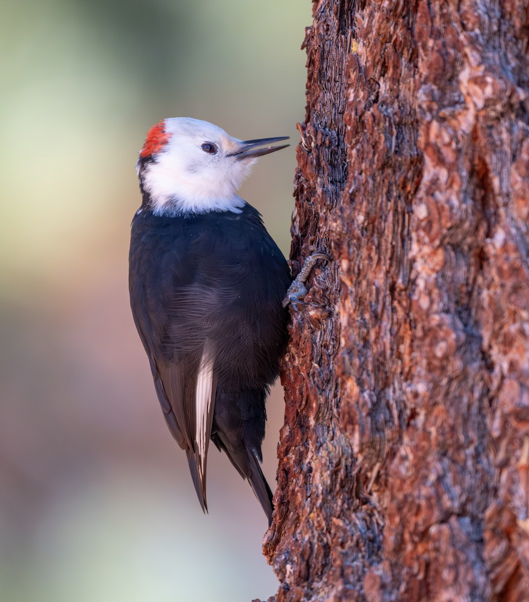 White-headed Woodpecker - ML645946924