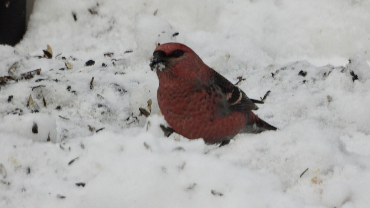 Pine Grosbeak - ML645946927