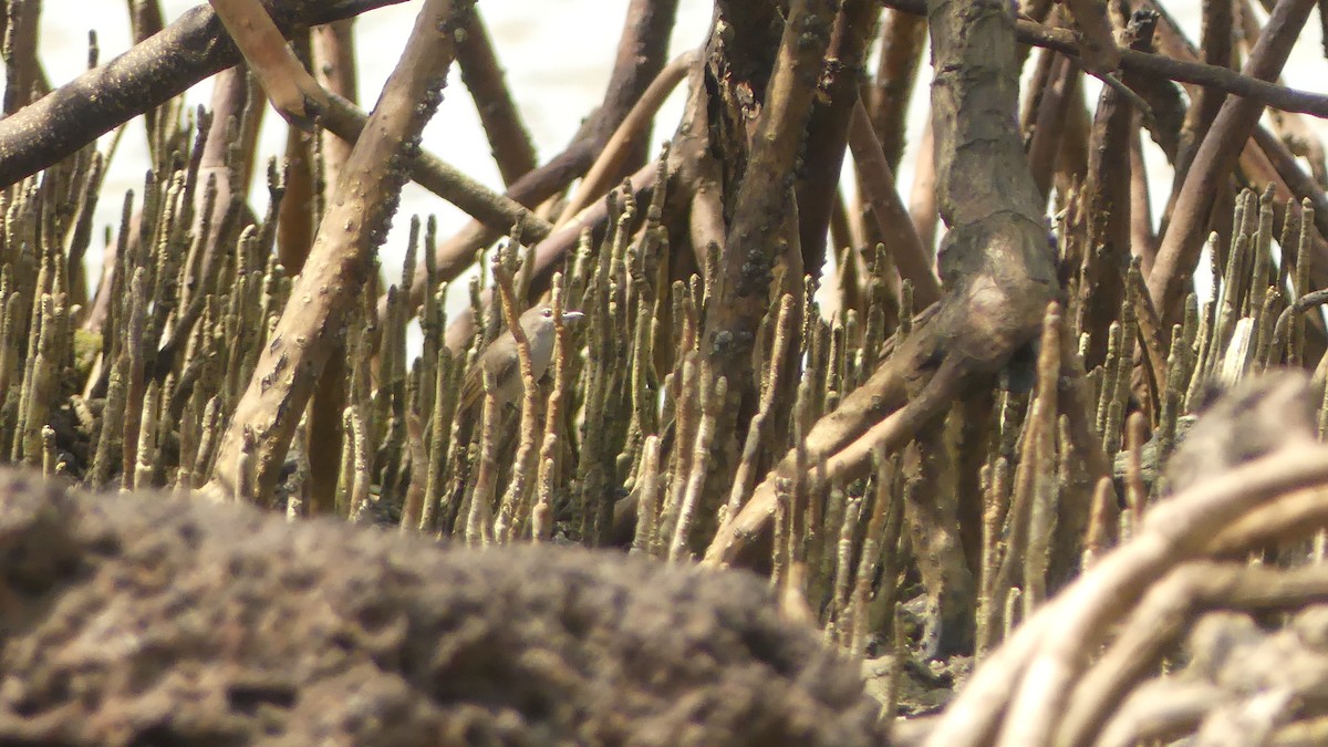 Mouse-brown Sunbird - ML645946932