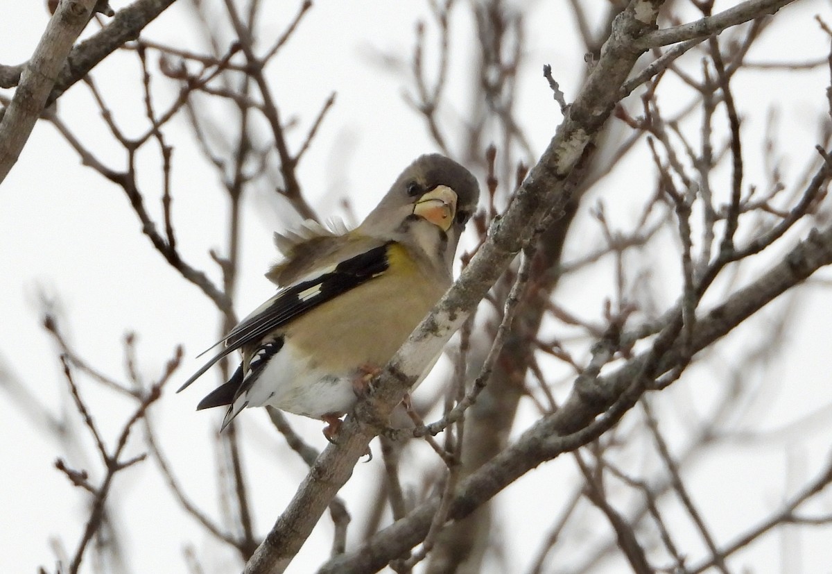 Evening Grosbeak - ML645946933