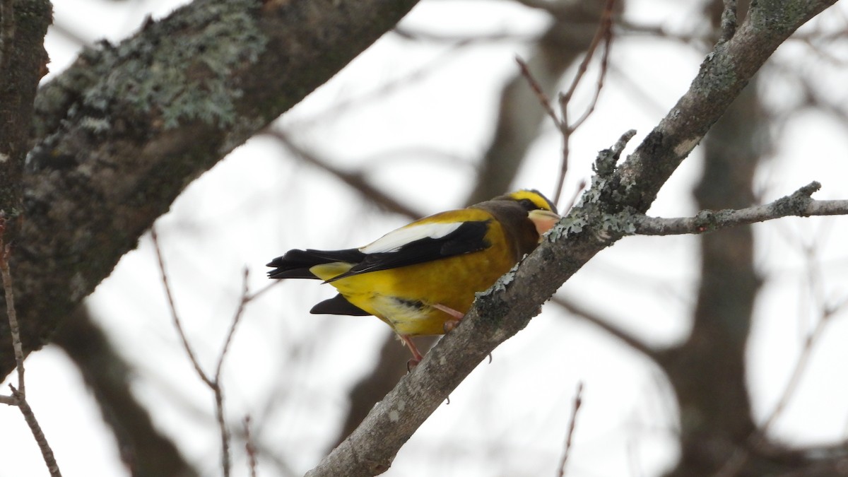 Evening Grosbeak - ML645946934