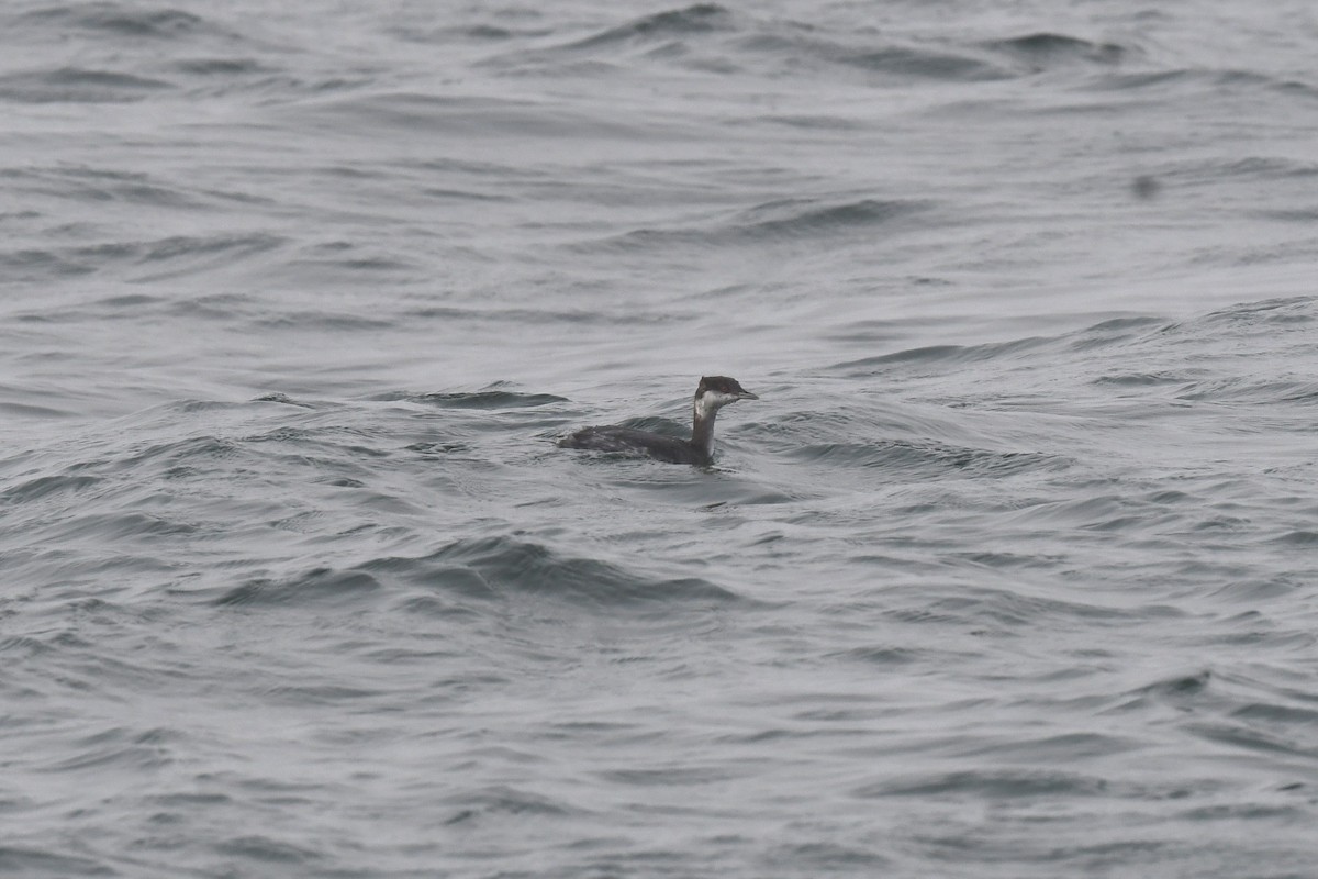 Txilinporta urrebelarria - ML645946937