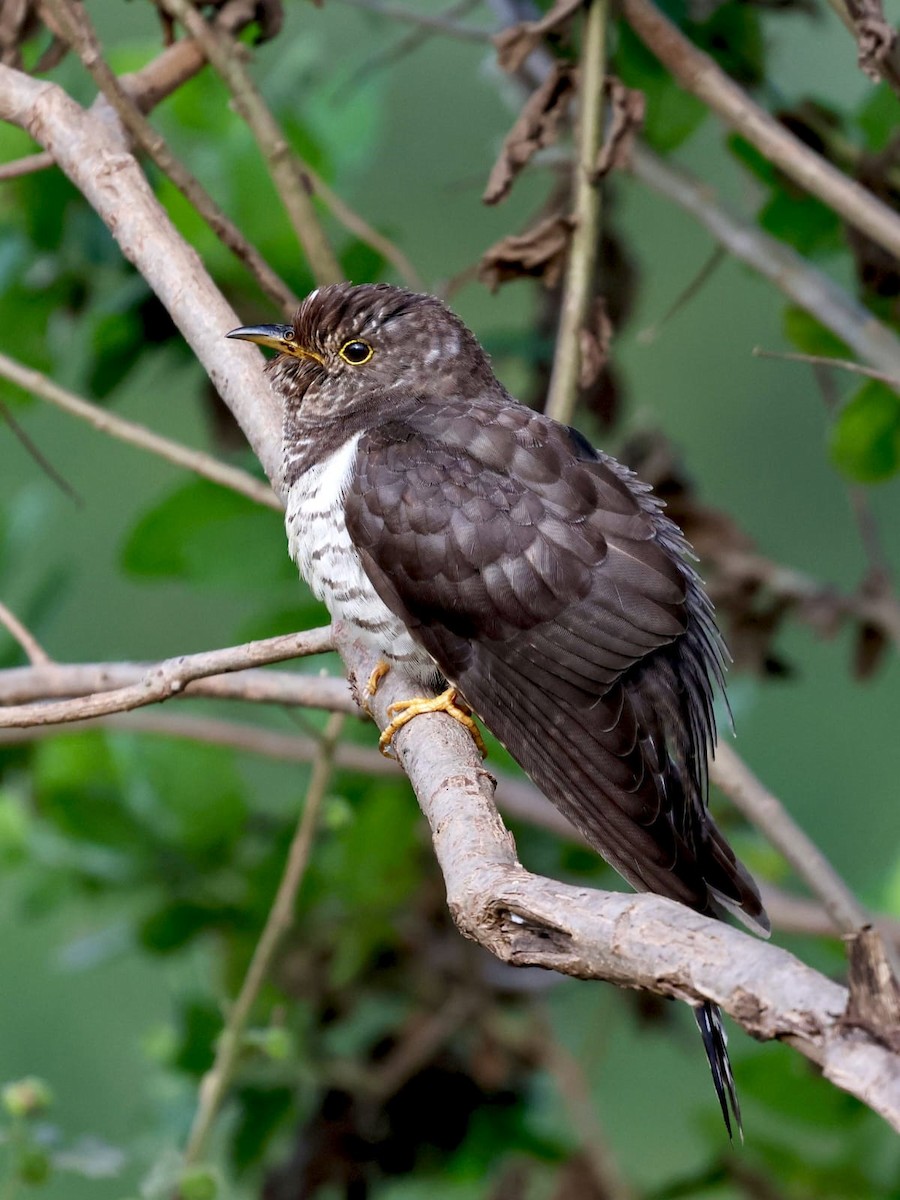 ホトトギス - ML645946941