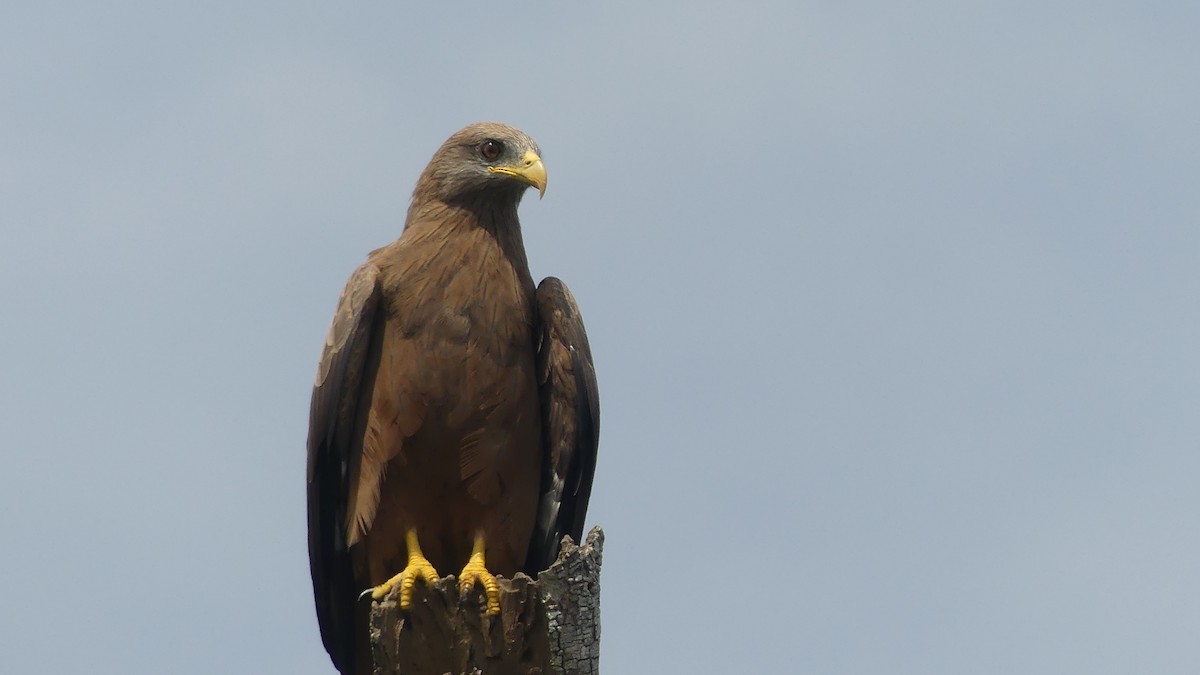 Black Kite (Yellow-billed) - ML645946943