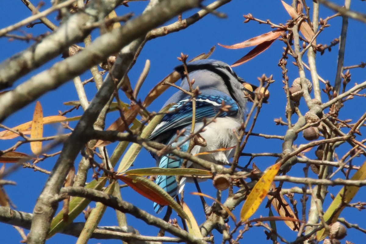 Blue Jay - ML645946946
