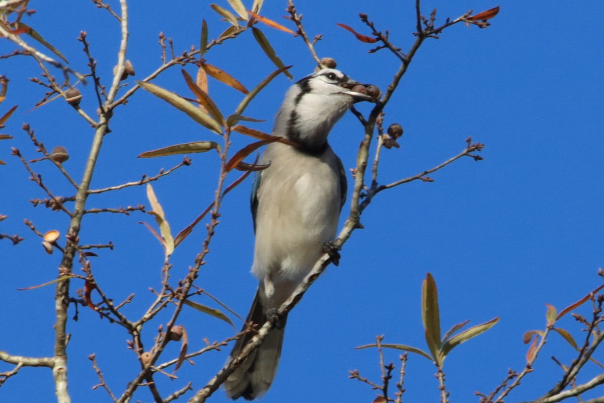 Blue Jay - ML645946947