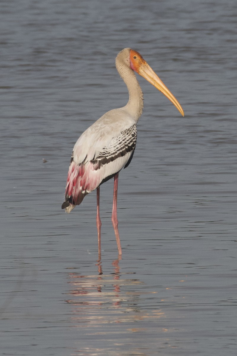 Painted Stork - ML645946951