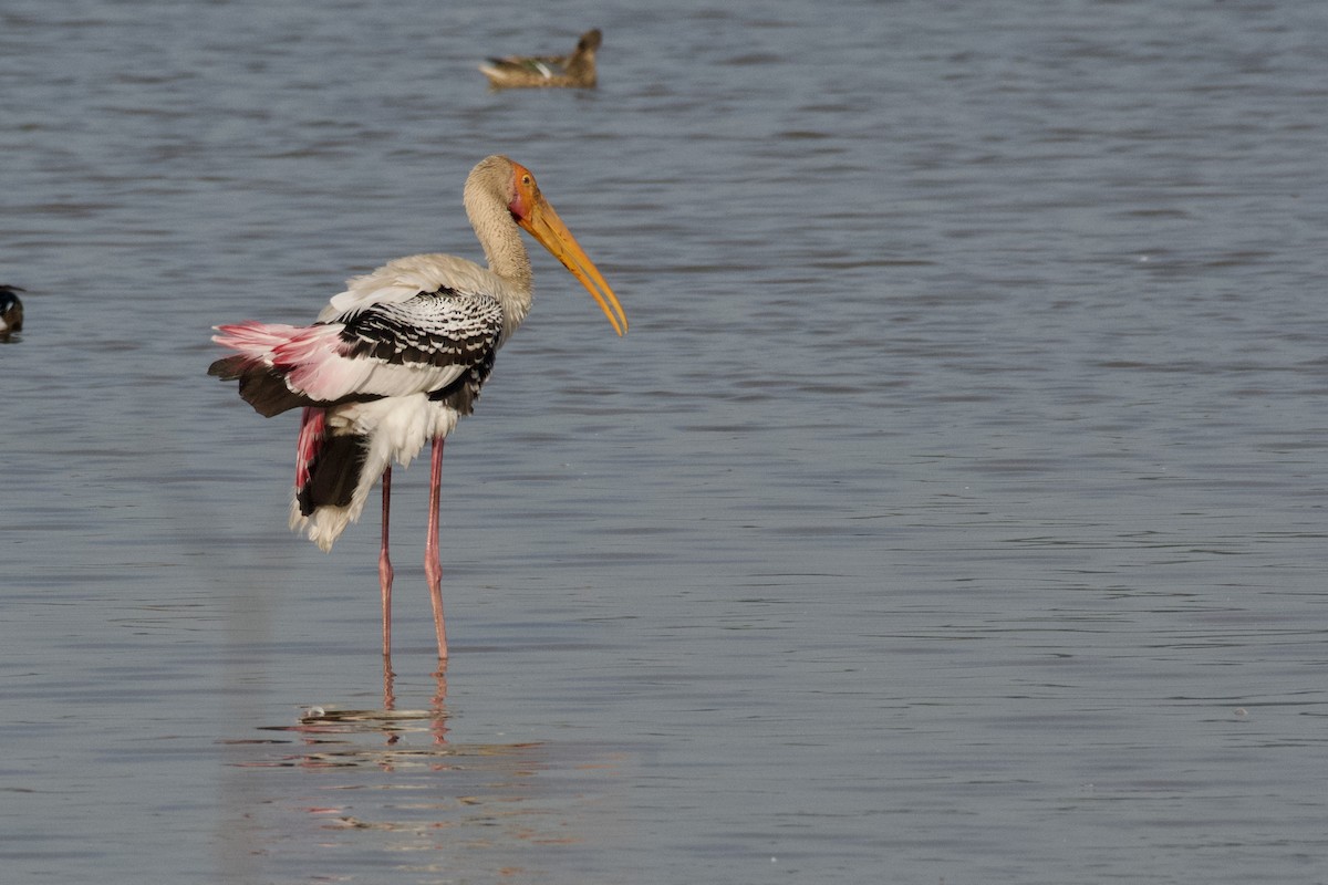Painted Stork - ML645946953
