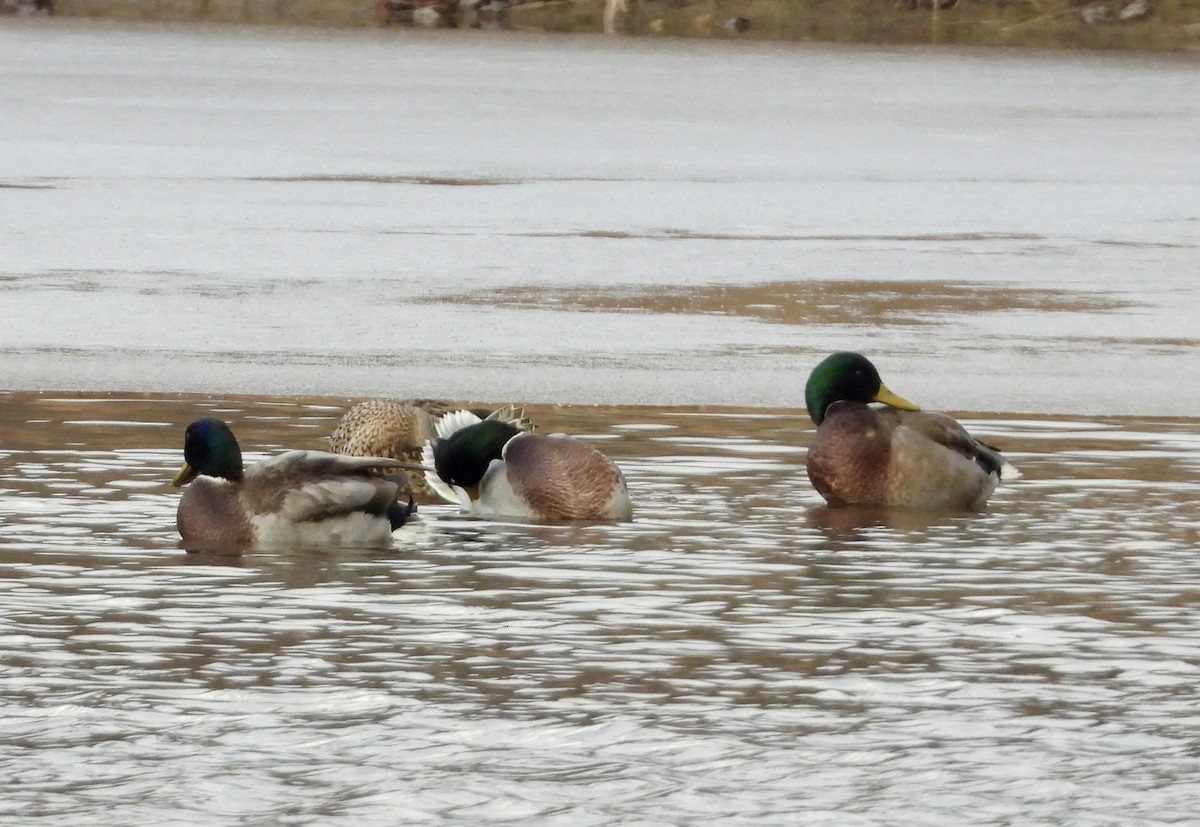 Mallard - ML645946954