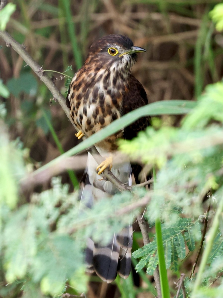 オオジュウイチ - ML645946958