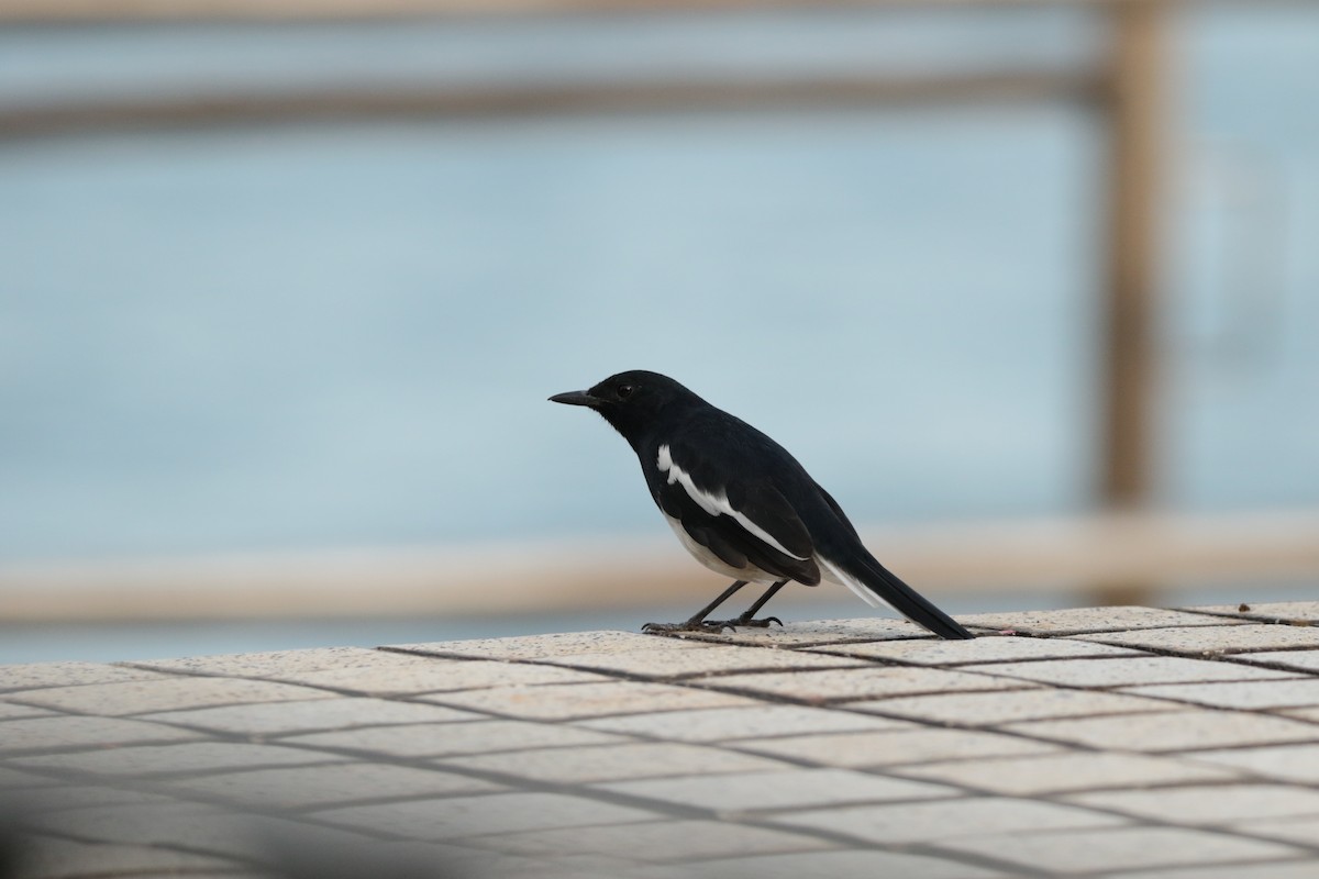 Oriental Magpie-Robin - ML645946960