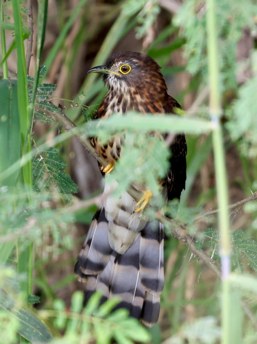 オオジュウイチ - ML645946961