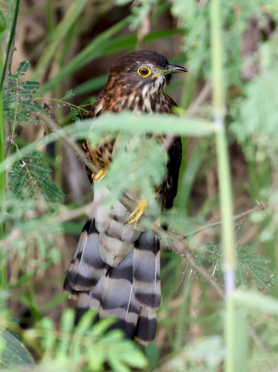 オオジュウイチ - ML645946962