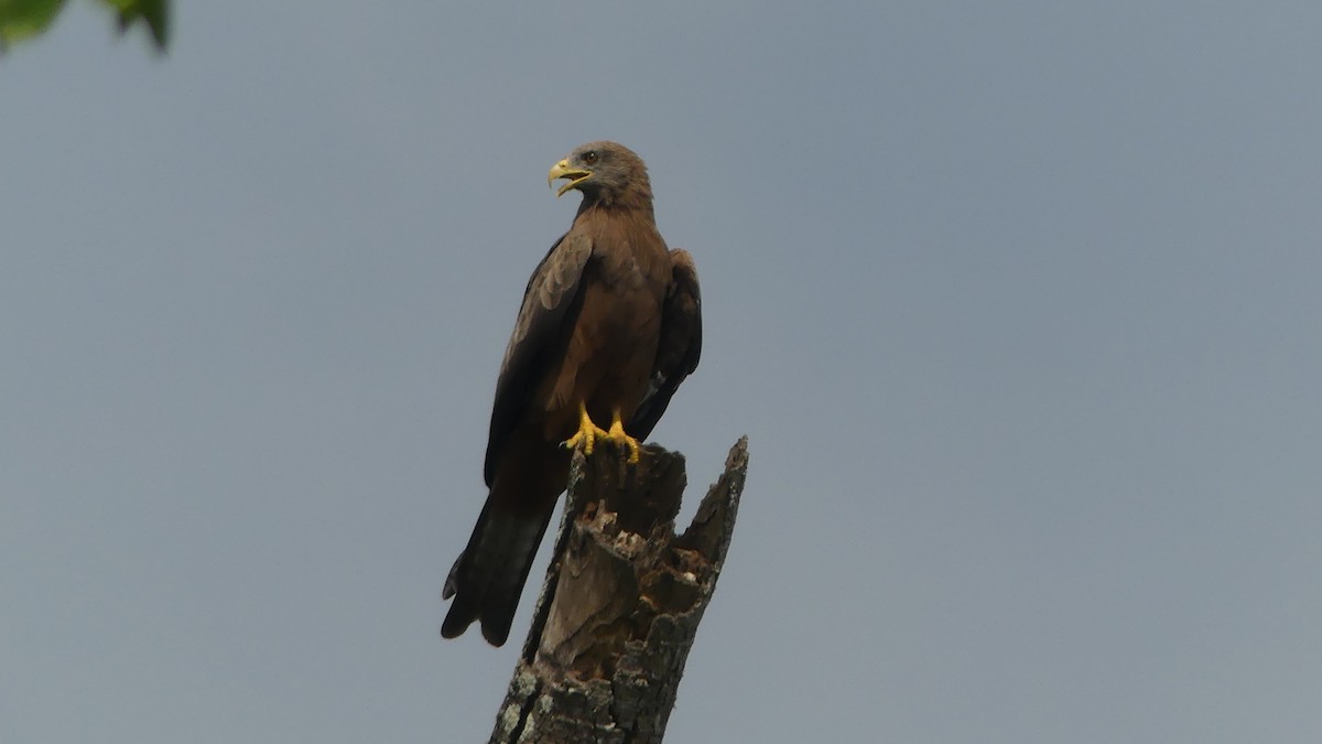 Black Kite (Yellow-billed) - ML645946964