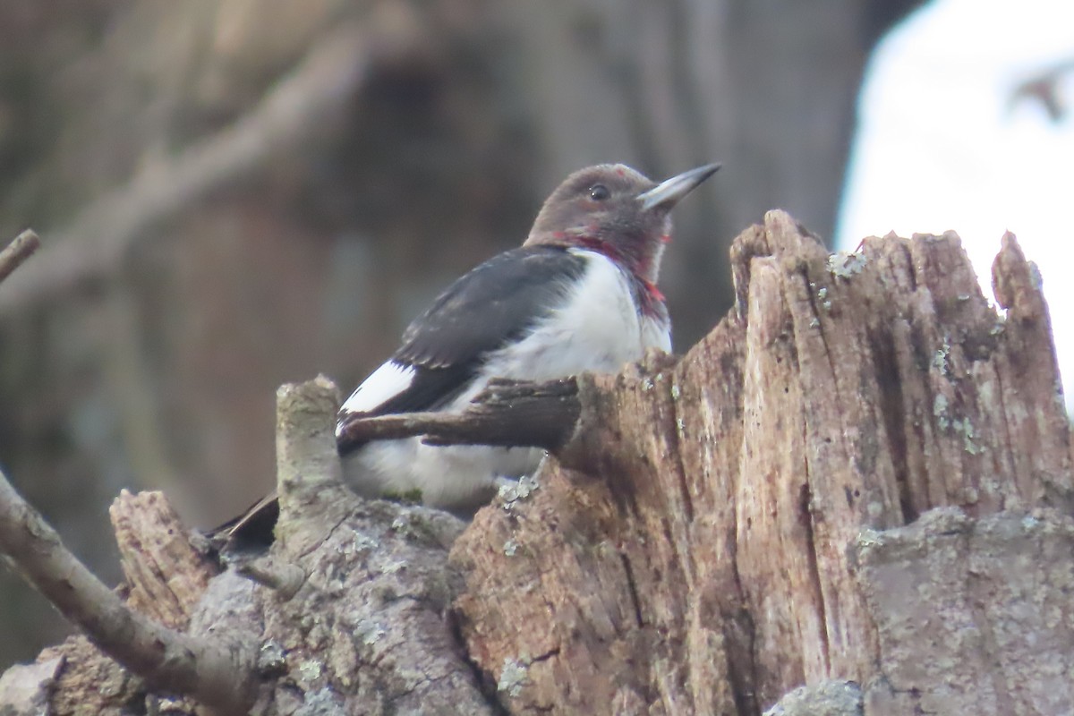 datel červenohlavý - ML645946966