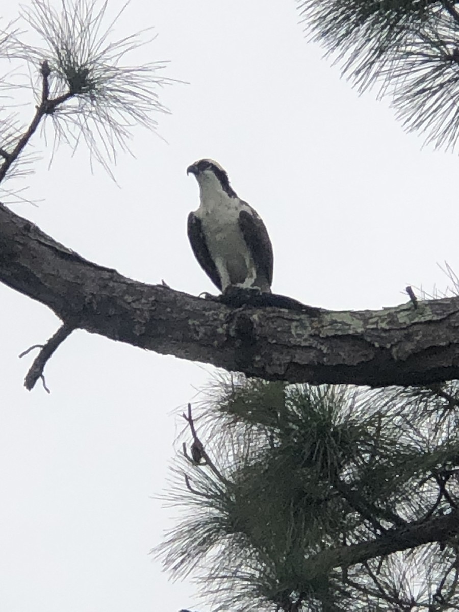 Osprey (American) - ML645946968