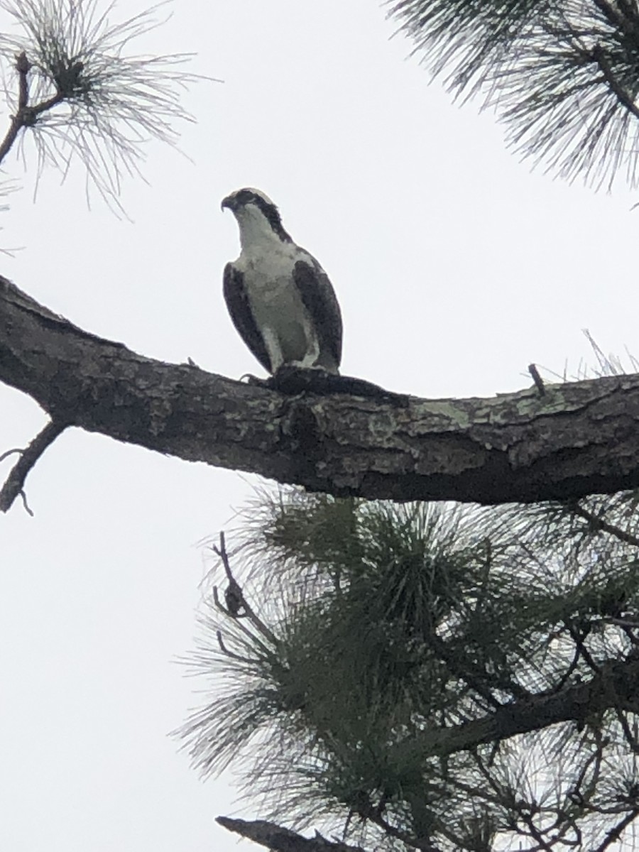 Osprey (American) - ML645946969
