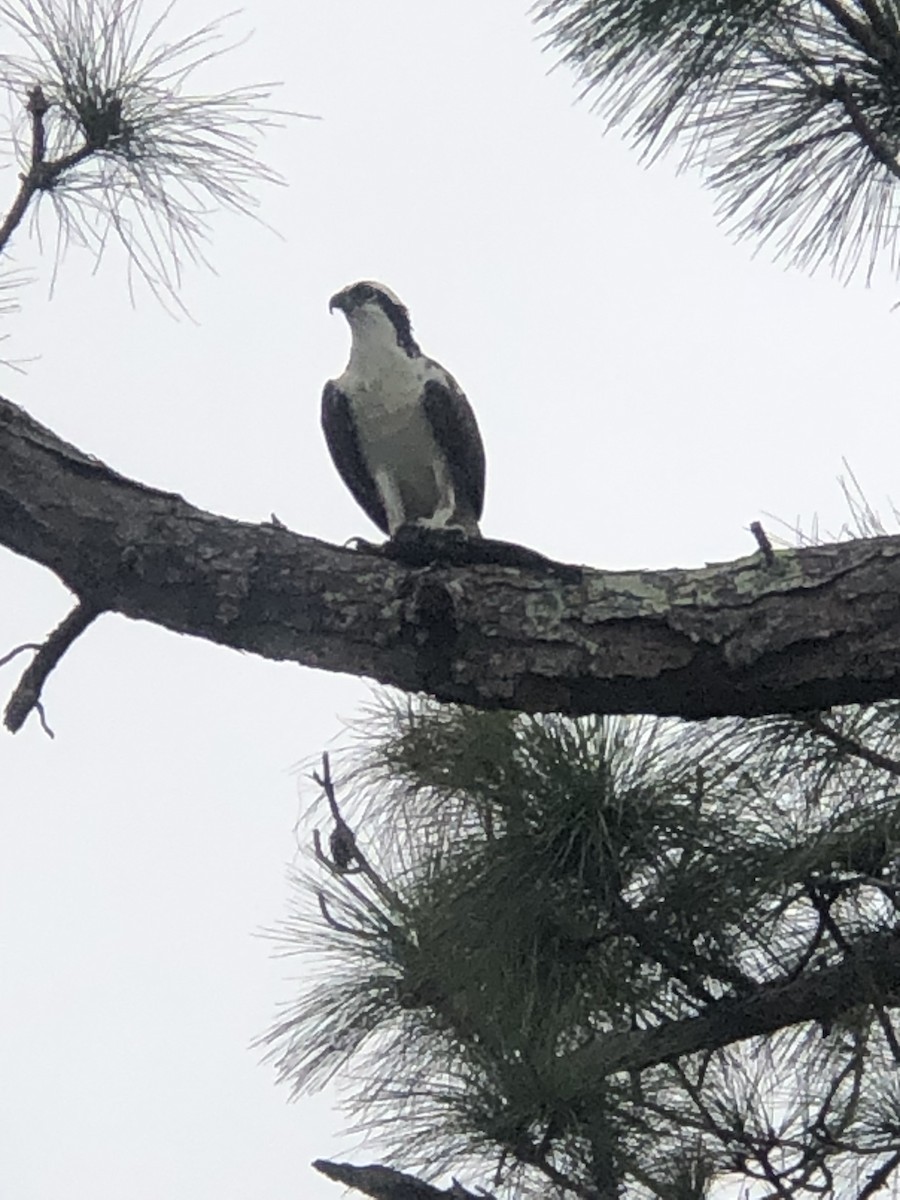 Osprey (American) - ML645946970