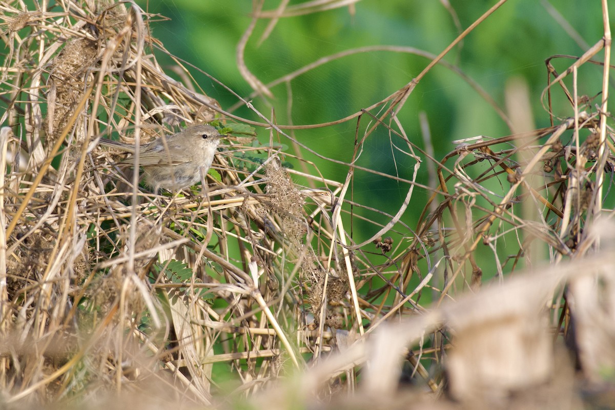 Common Chiffchaff - ML645946974