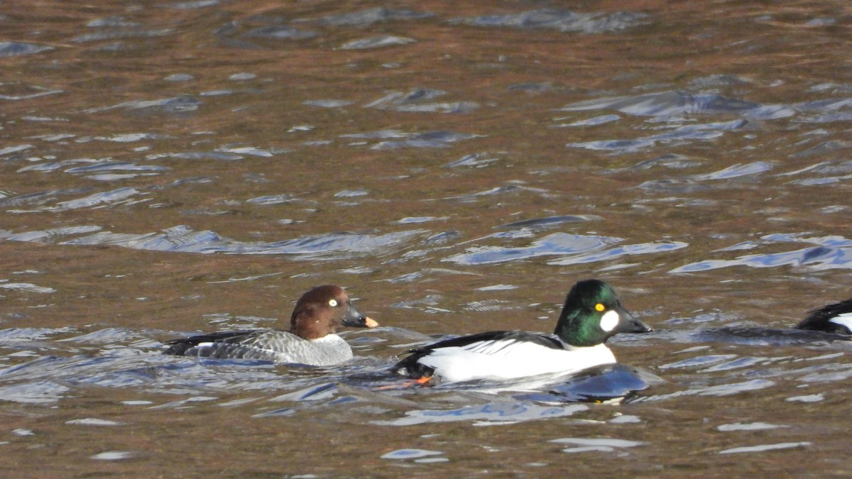 Common Goldeneye - ML645946977