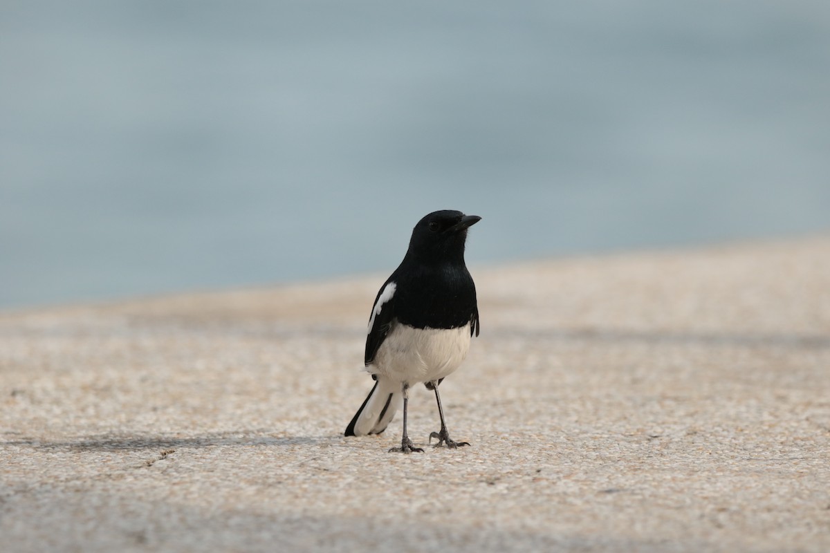 Oriental Magpie-Robin - ML645946978
