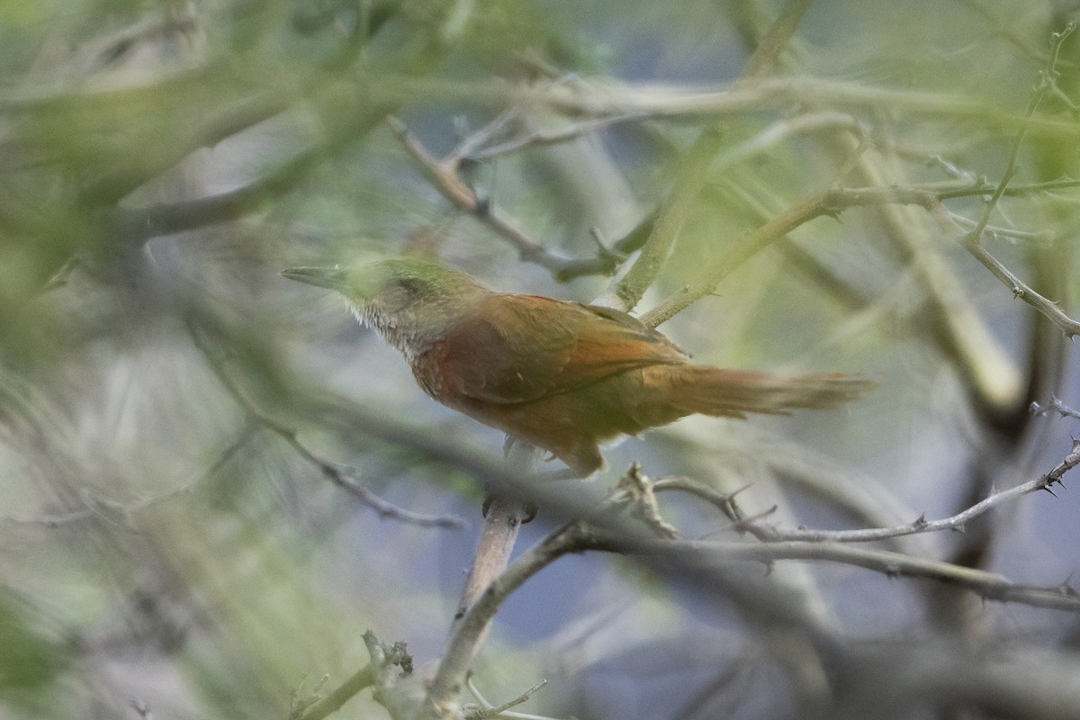 Chestnut-backed Thornbird - ML645946980