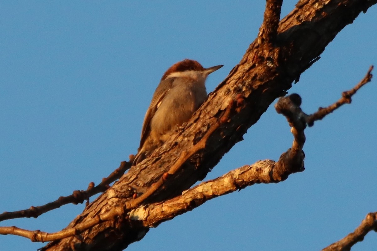 brhlík hnědohlavý - ML645946981