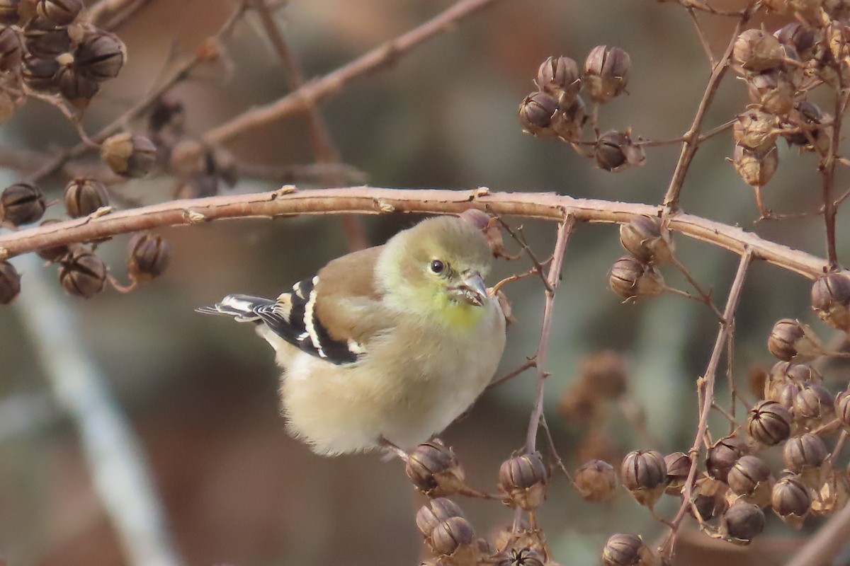 čížek žlutý - ML645946982