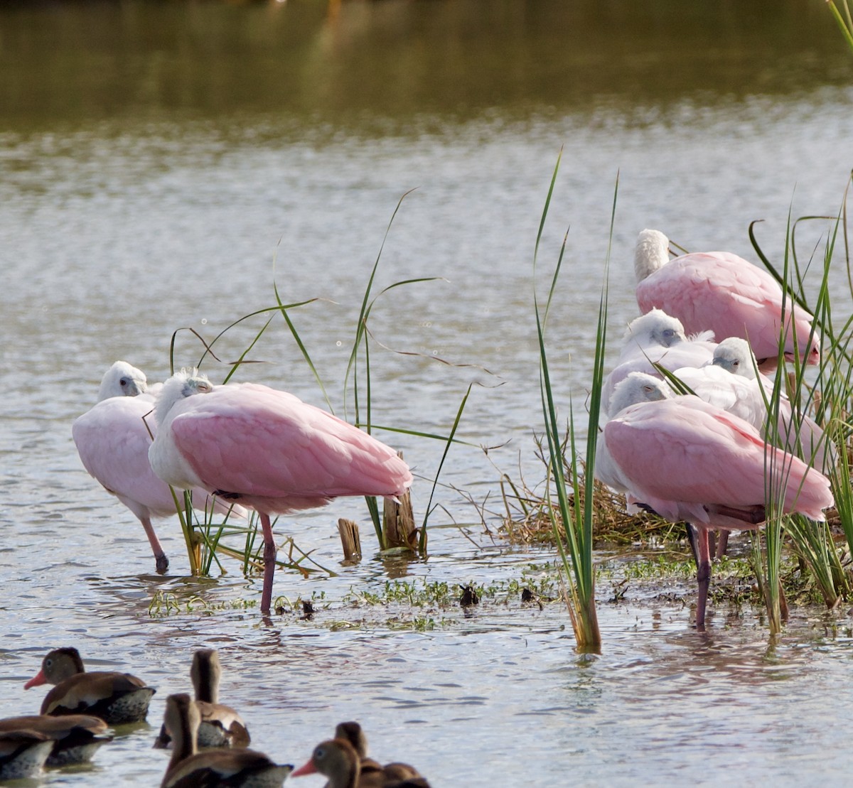 Espátula Rosada - ML645946987