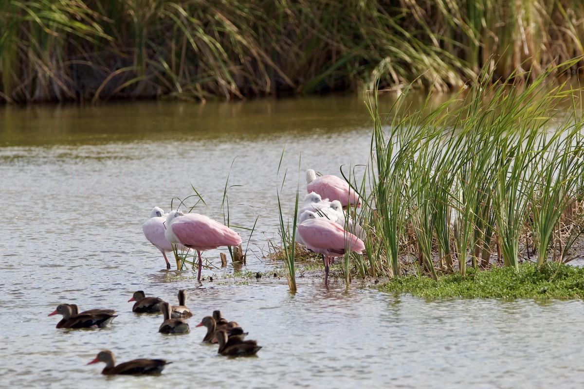 Espátula Rosada - ML645946988