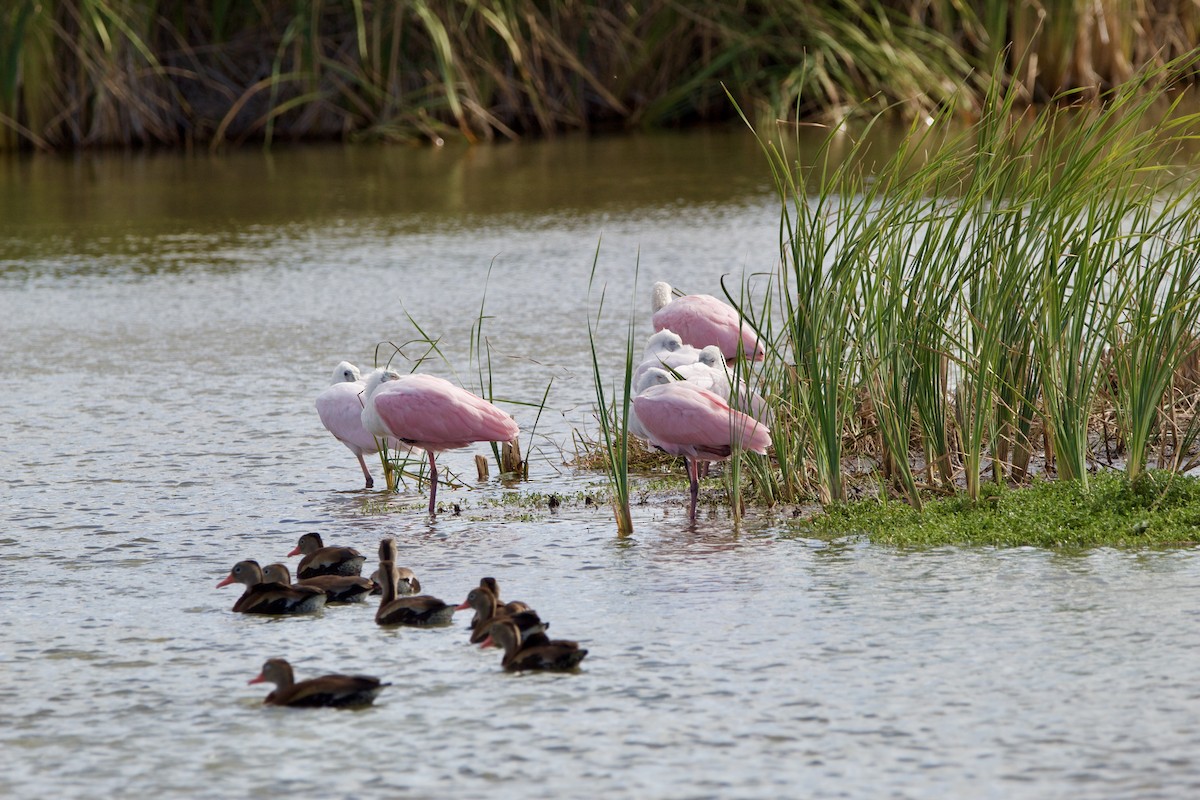 Espátula Rosada - ML645946989