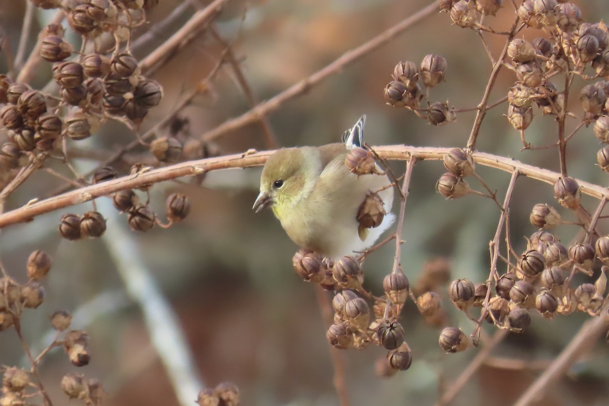 čížek žlutý - ML645946991
