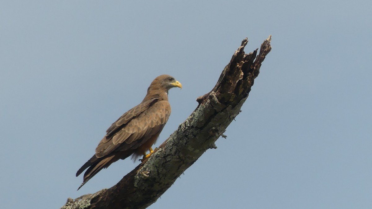 Black Kite (Yellow-billed) - ML645946993