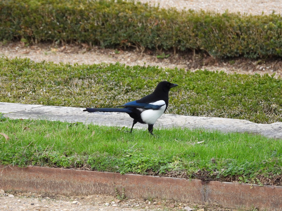 ユーラシアカササギ - ML645947008