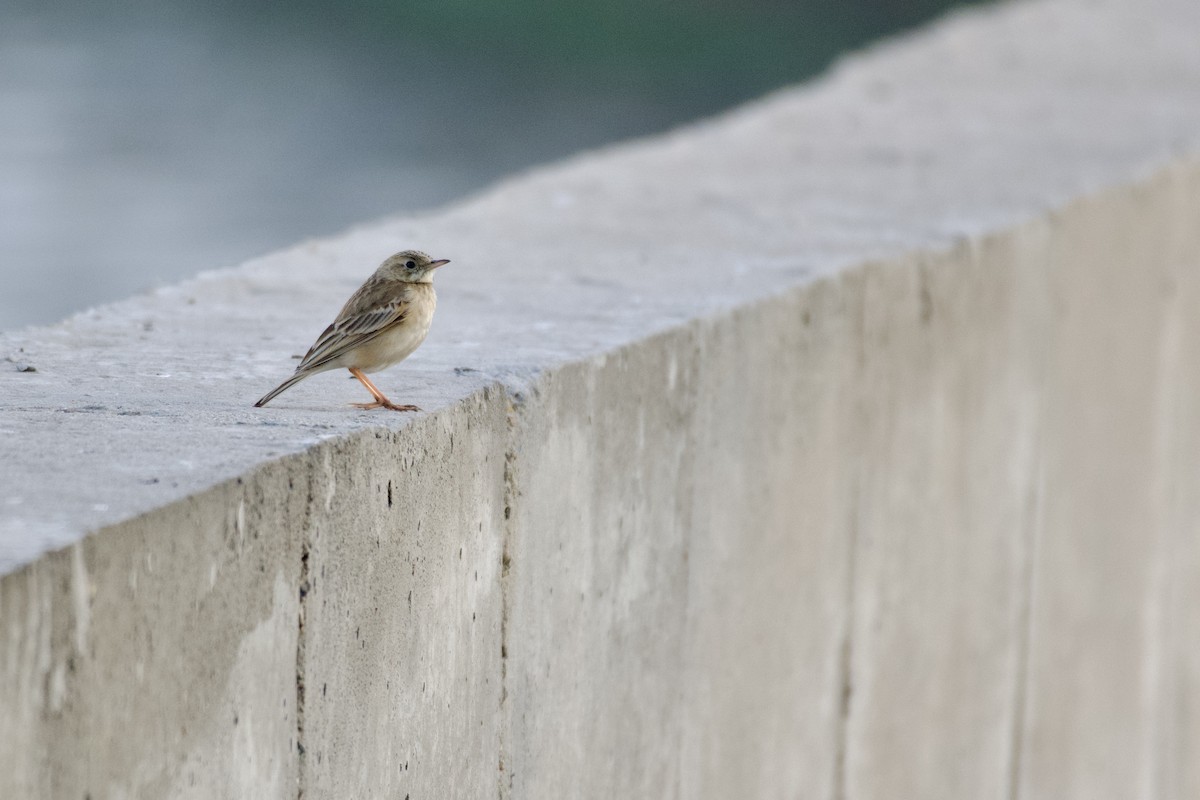 Paddyfield Pipit - ML645947009