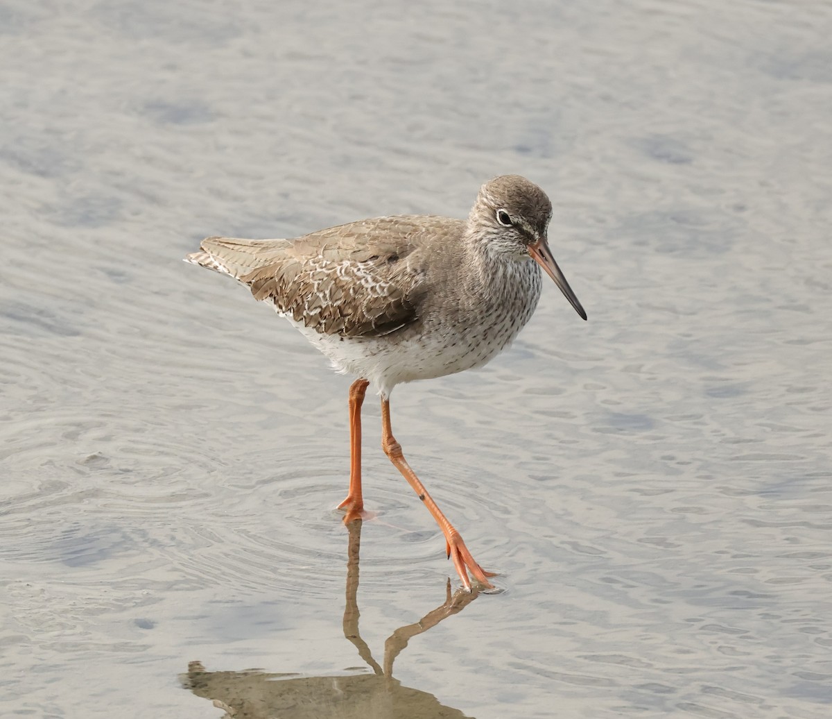 Common Redshank - ML645947010