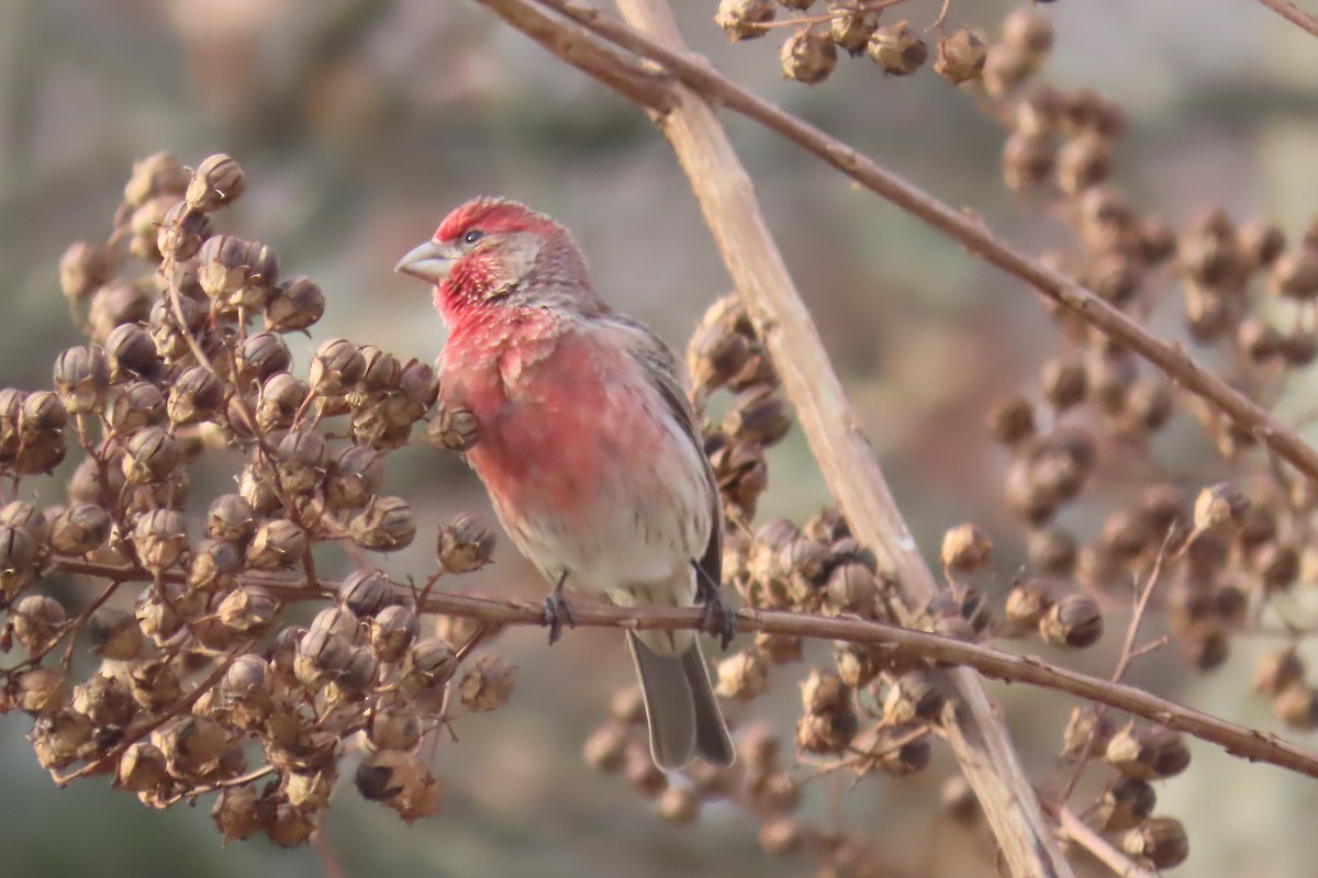 hýl rudoprsý - ML645947017