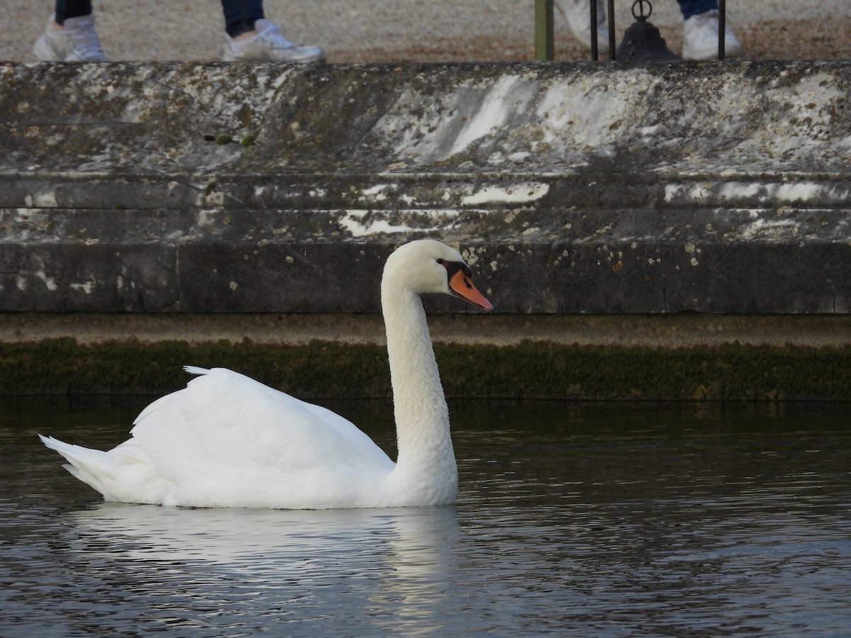 コブハクチョウ - ML645947018