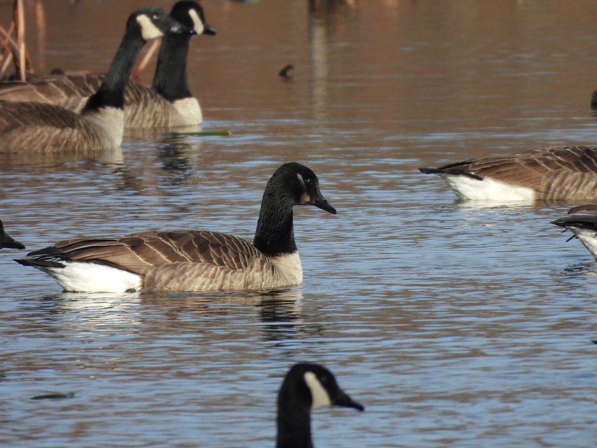 Canada Goose - ML645947020