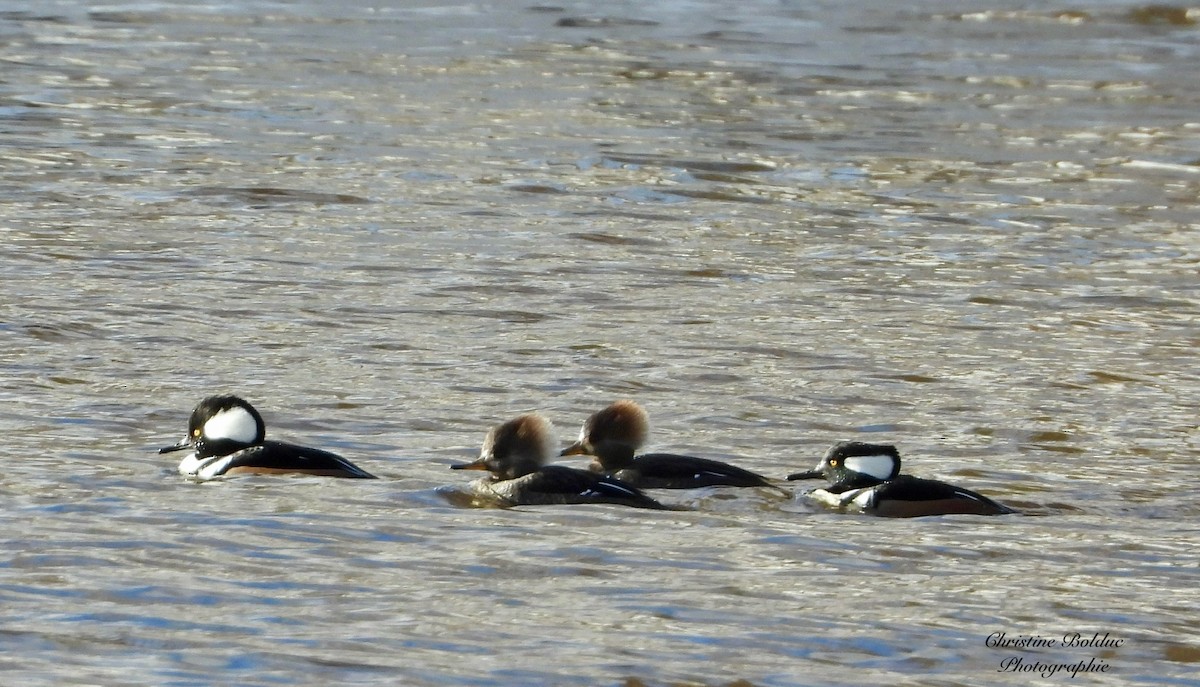 Hooded Merganser - ML645947023