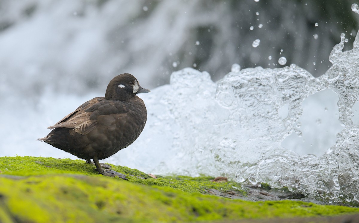Harlequin Duck - ML645947024