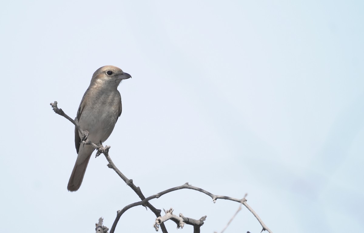 Isabelline Shrike - ML645947025