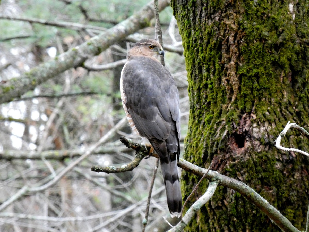 Cooper's Hawk - ML645947028