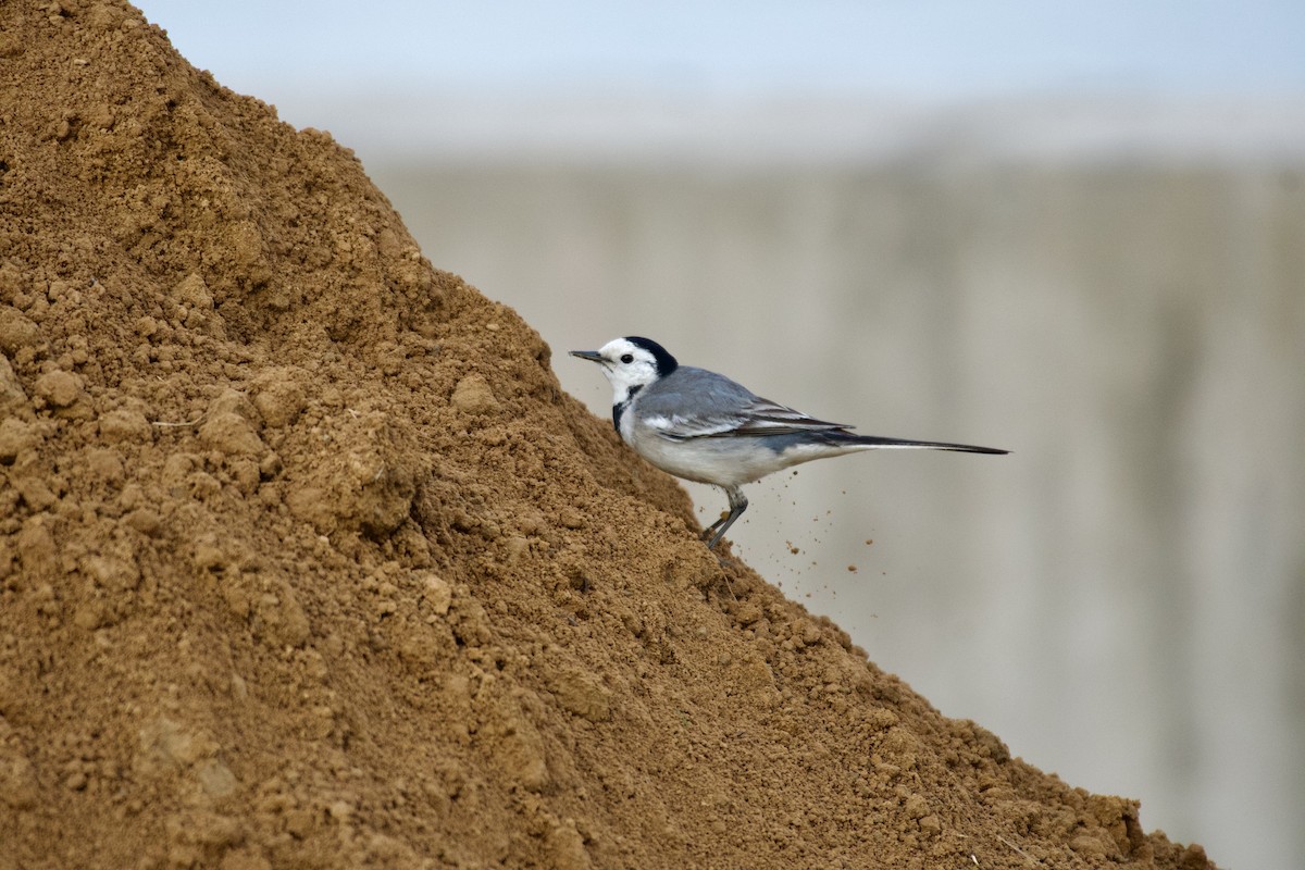 White Wagtail - ML645947029